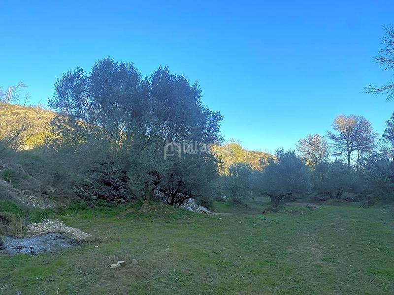 Foto 3df6084a-2479-4d0f-966e-f78beb5e1bb2. Finca rústica a Perelló (El)