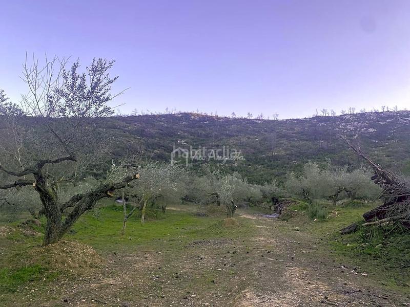 Foto 6261c064-b7aa-40a2-bd36-e77fbe708fae. Finca rústica a Perelló (El)