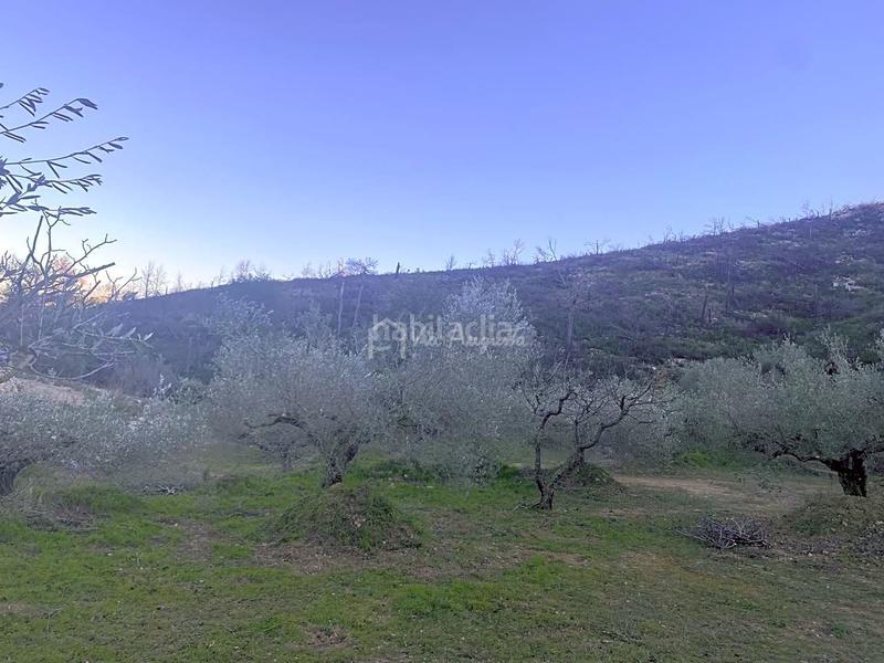 Foto a084b5a1-6ece-4c79-b194-abec75b5b284. Finca rústica a Perelló (El)