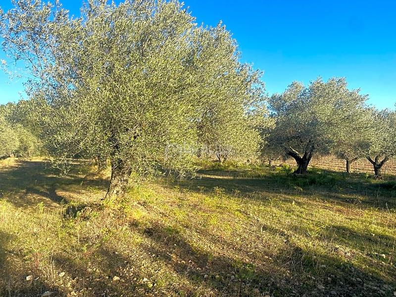 Foto 48c6e7c3-c1cf-4979-a4d3-d5837f02d795. Terrain résidentiel dans Perelló (El)