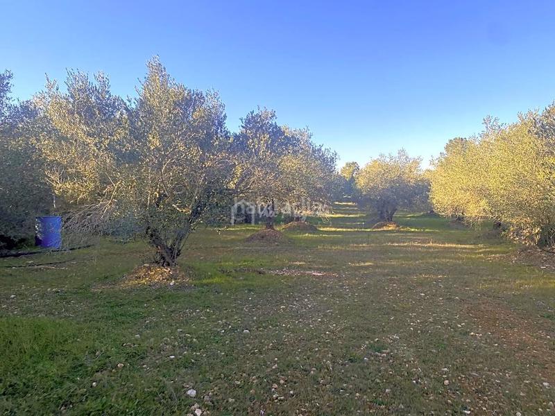 Foto 517f061c-956e-461e-a56b-17ffc842fbb0. Terrain résidentiel dans Perelló (El)