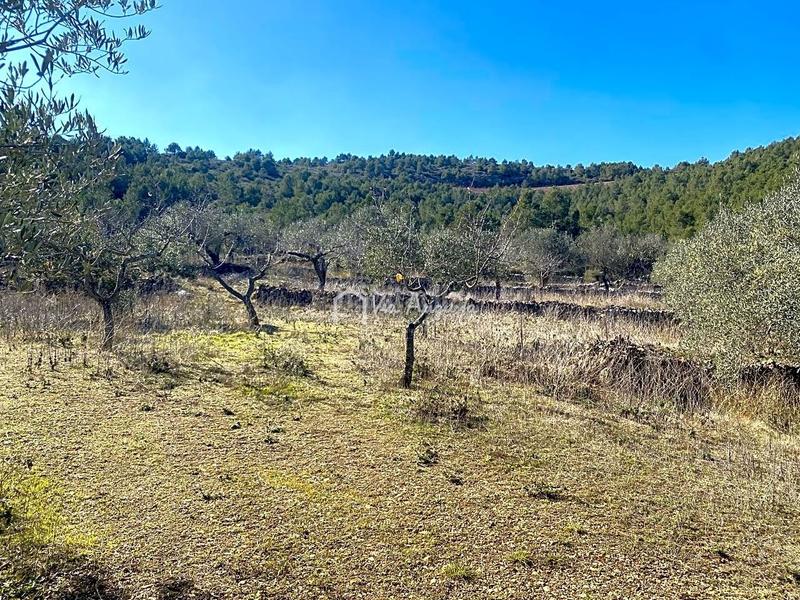Foto a880e808-1b85-47ed-b70d-f924fb9696ea. Rural plot in Perelló (El)