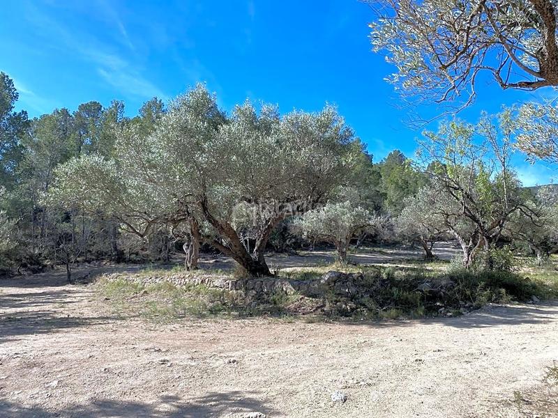 Foto 14191658-acb8-46b0-a272-9ffa9c180431. Rural plot in Xerta