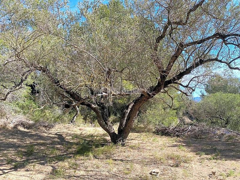 Foto 40b3ab2e-74e2-4f00-9a39-1d7aedbb1793. Rural plot in Xerta