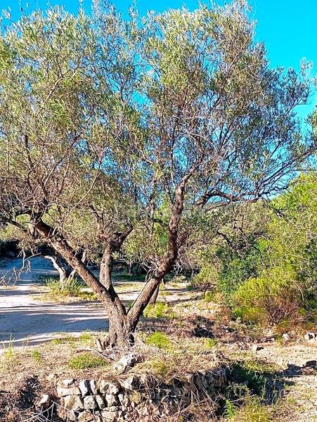 Foto 4157ae90-e210-4511-b6d9-ca5be819545d. Rural plot in Xerta