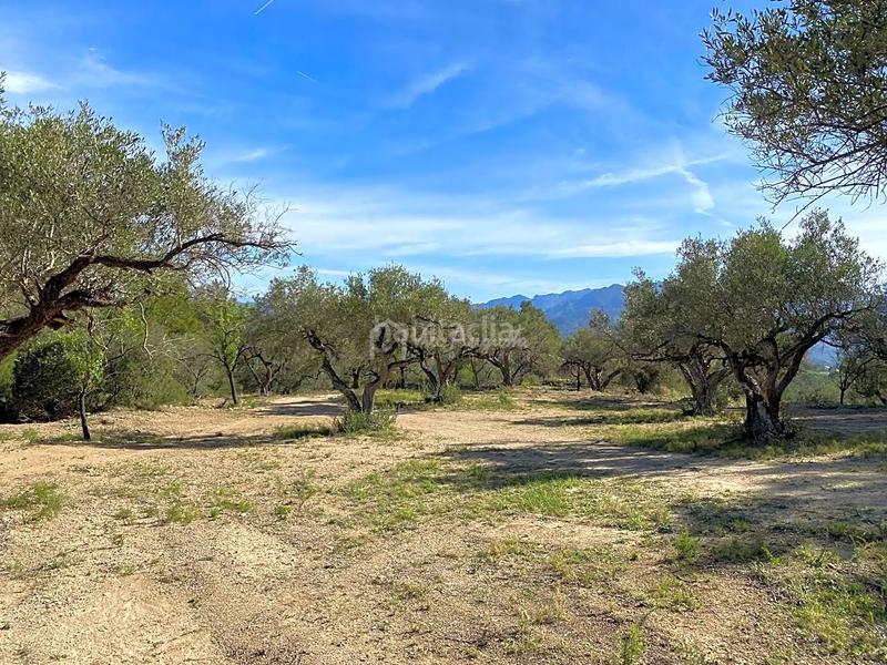 Foto bcb8a663-3f99-49bd-86a8-0cf79ad21a78. Rural plot in Xerta