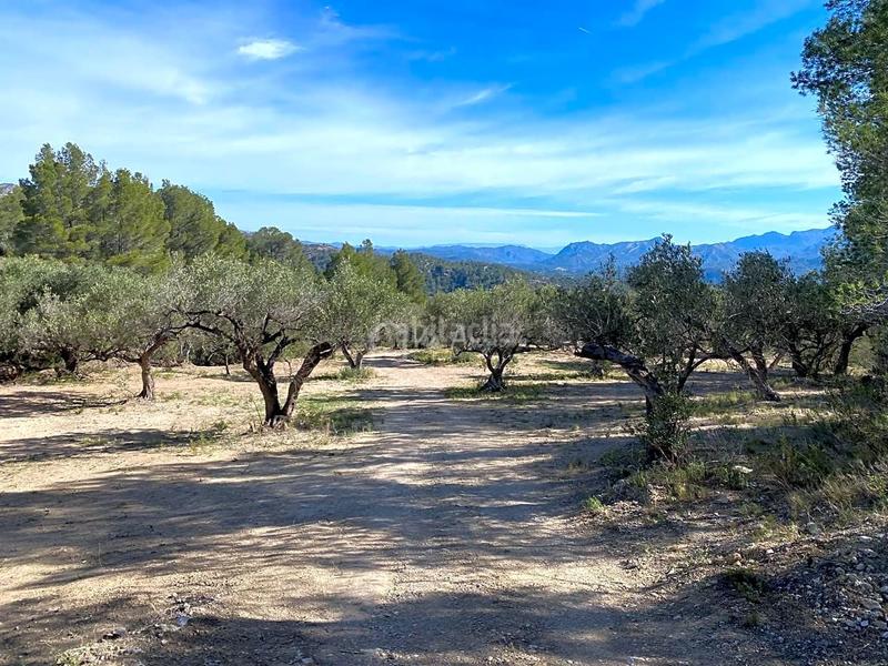 Foto c447e56d-e0f3-4e77-9558-be0624f76022. Rural plot in Xerta