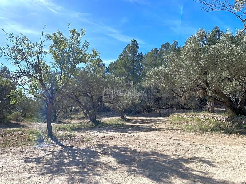 Foto d1a0de7a-fbf0-4cf6-a849-bb97478130d3. Rural plot in Xerta