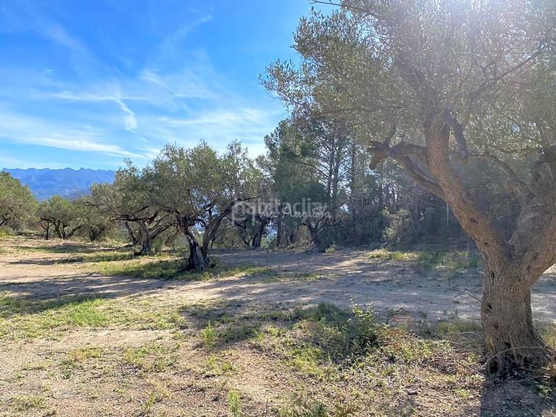 Foto d1f005e7-6f3f-4370-b429-33c7363d45a5. Rural plot in Xerta