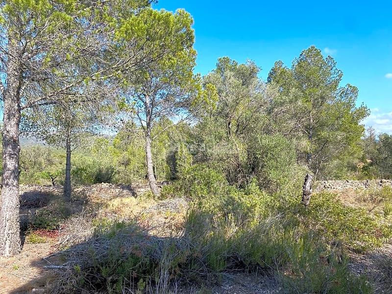 Foto 51b73f95-5685-48c0-aa02-f92c51319eb1. Finca rústica  con construcción de 95m2 a reformar en Rasquera