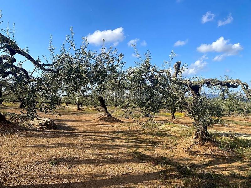 Foto 50ff8f0d-33b3-4add-bc84-4361b33f2a06. Finca rústica a Perelló (El)