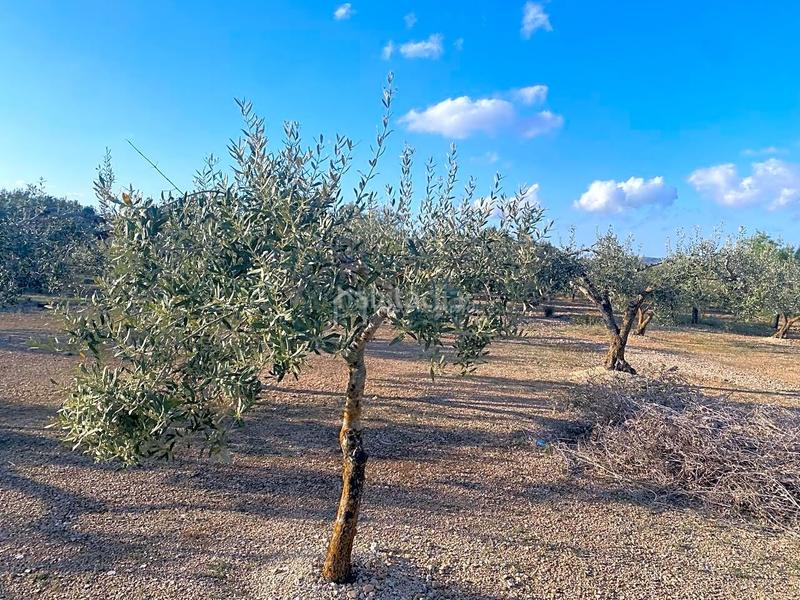 Foto 6468eb37-cb01-4113-ae6b-a357e0b322ba. Finca rústica a Perelló (El)