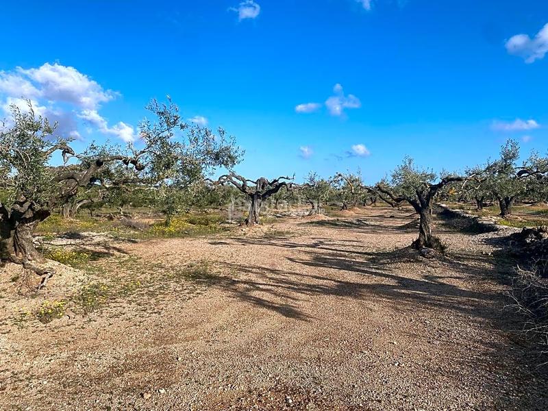 Foto db0f76a8-6e48-4905-acb5-0724243d97b2. Finca rústica a Perelló (El)