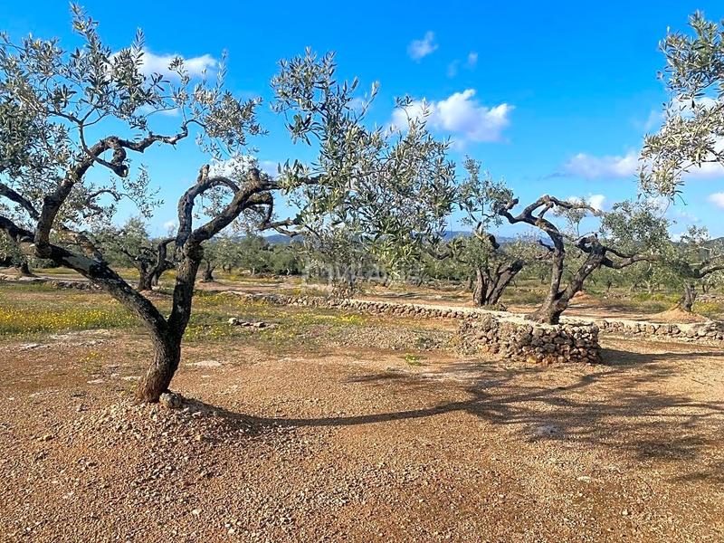 Foto fa8d9f2c-5b6f-444d-98a8-c3479d984e5e. Finca rústica a Perelló (El)