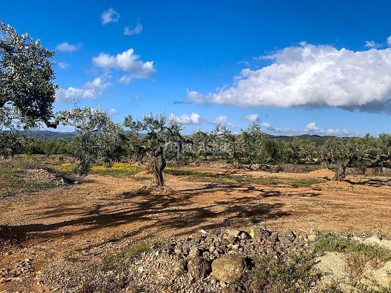 Foto 2bed1234-bbca-425d-8d3f-2f95c18c1846. Finca rústica en Perelló (El)