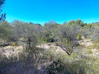 Residential Plot  Carratillana