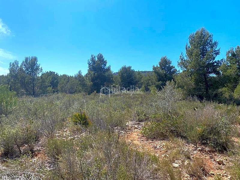 Foto 009686bc-e046-4fc7-aa20-5ca5273656da. Terreno residencial en Roques Daurades-L´Estany Ametlla de Mar (L´)