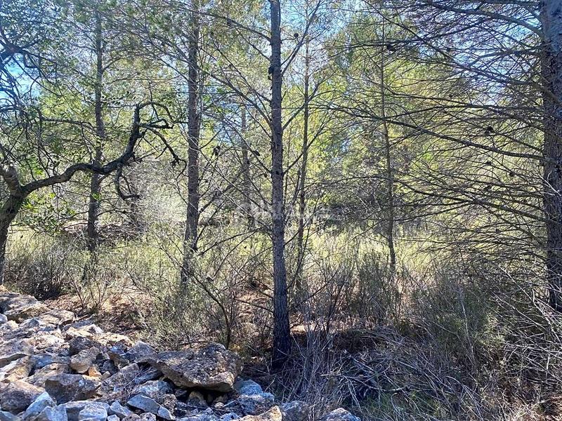 Foto 10d8dbc7-9c43-46a9-a43b-aaa28e80a814. Terreno residencial en Roques Daurades-L´Estany Ametlla de Mar (L´)