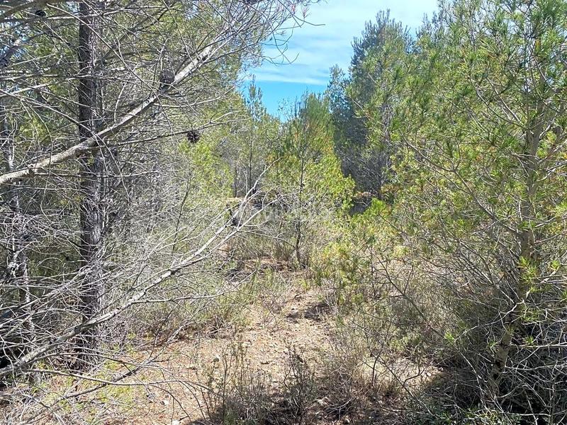 Foto 8c011b6a-55ed-48dc-af2c-ad359049e4e7. Terreno residencial en Roques Daurades-L´Estany Ametlla de Mar (L´)
