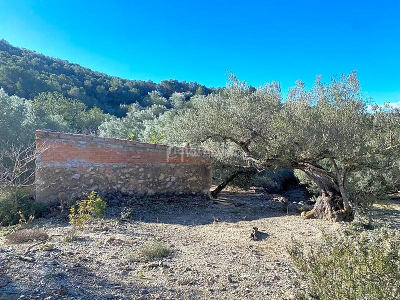 Foto 2e7c9ec9-0b4b-4b3b-a475-f24d51654f0b. Fondo rustico in Perelló (El)