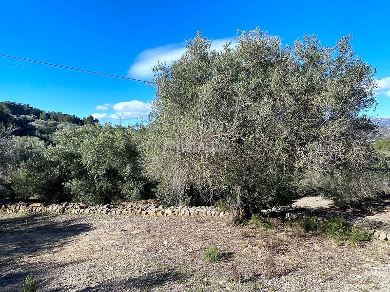 Foto 3516d579-0183-40b5-87ee-0a767a408d1a. Fondo rustico in Perelló (El)