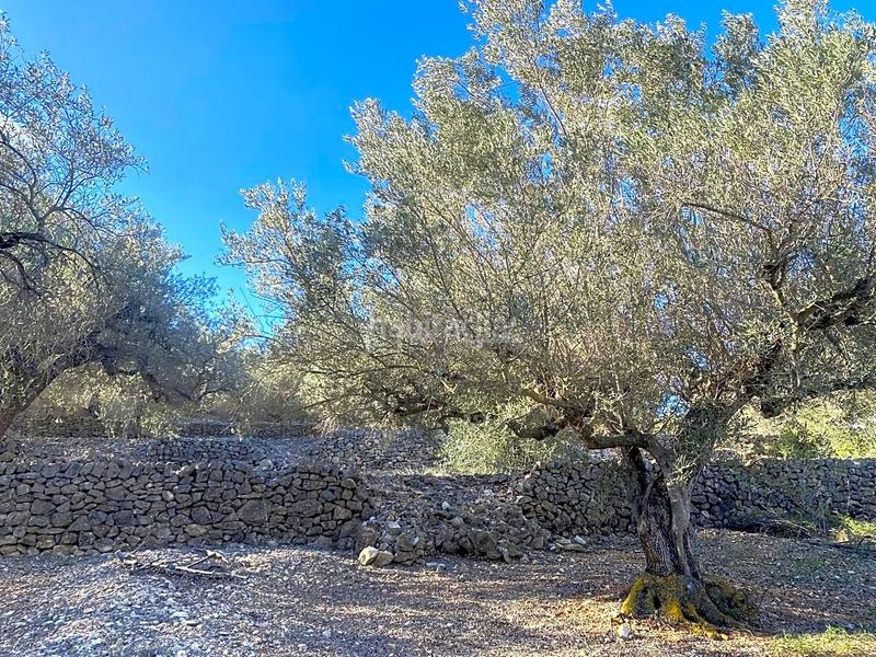 Foto 76d02107-032a-43d8-b3d5-59b69a797ea2. Fondo rustico in Perelló (El)