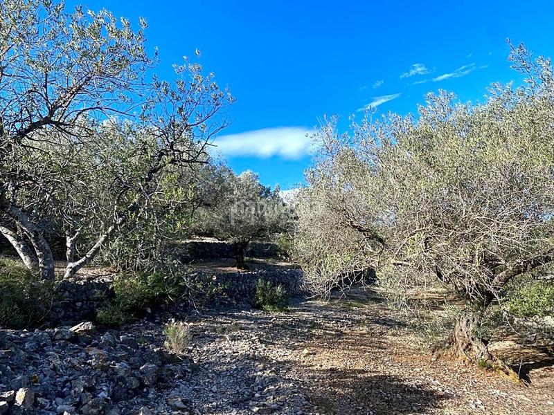 Foto 9f68114d-7637-4275-bdfb-f28cead0f8d3. Fondo rustico in Perelló (El)