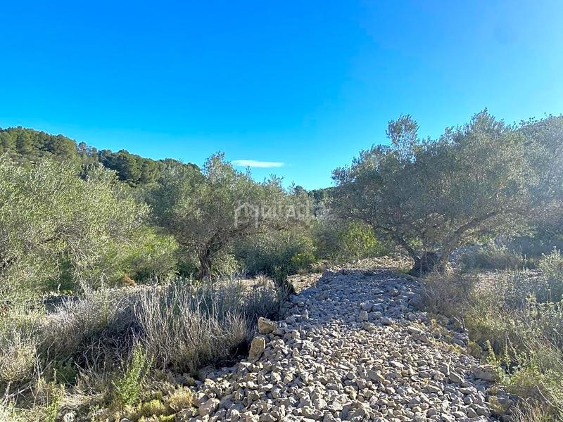 Foto a31a9f96-abca-4cbe-aaaa-3e99863f4535. Fondo rustico in Perelló (El)