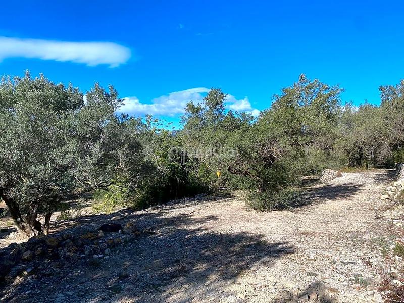 Foto b1474a97-2044-4a74-a444-cce6b218c491. Fondo rustico in Perelló (El)