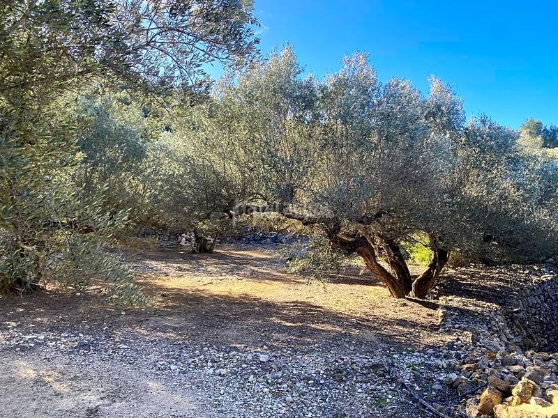 Foto c02e8115-5f21-4ad9-b89f-dc15cd13d38e. Fondo rustico in Perelló (El)
