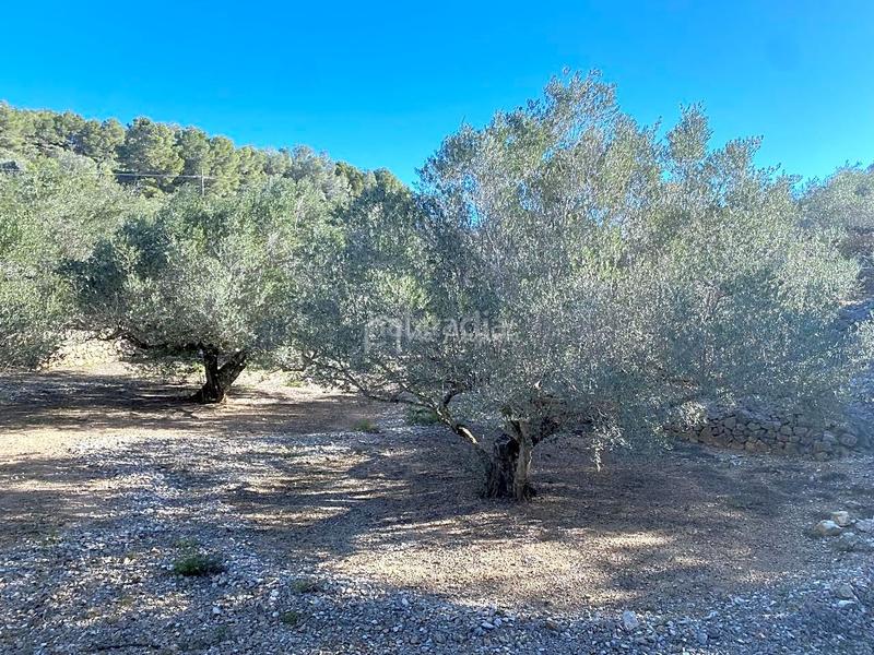 Foto cb13be84-6248-4dd1-a286-c8c85c990d8a. Fondo rustico in Perelló (El)
