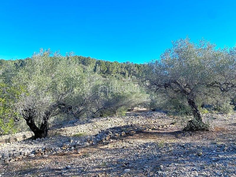 Foto 01b11dba-4515-457f-9dec-101835d4fe28. Landgut in Perelló (El)