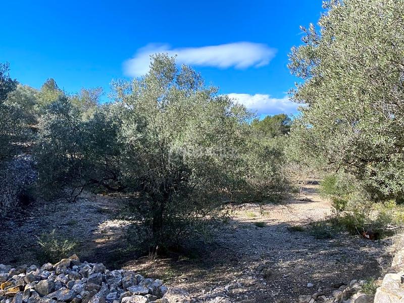 Foto ea876957-ce4f-412e-a2b7-d493833dc7f4. Landgut in Perelló (El)