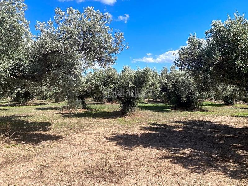 Foto 3410ec9d-152b-4d35-acb1-d74855fed467. Fondo rustico in Aldover