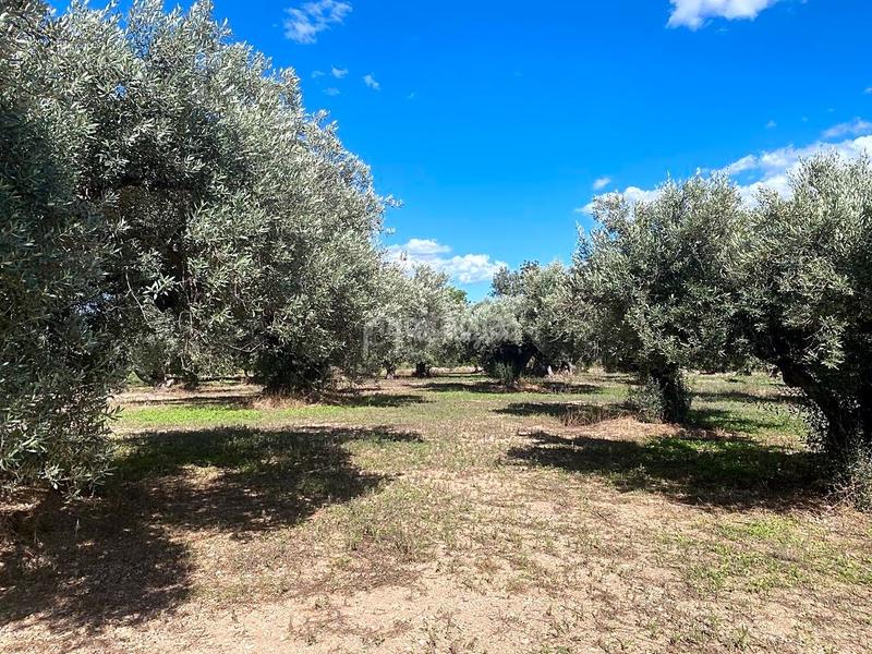 Foto 4b69008e-7ddc-4652-b005-645d3125fd77. Fondo rustico in Aldover