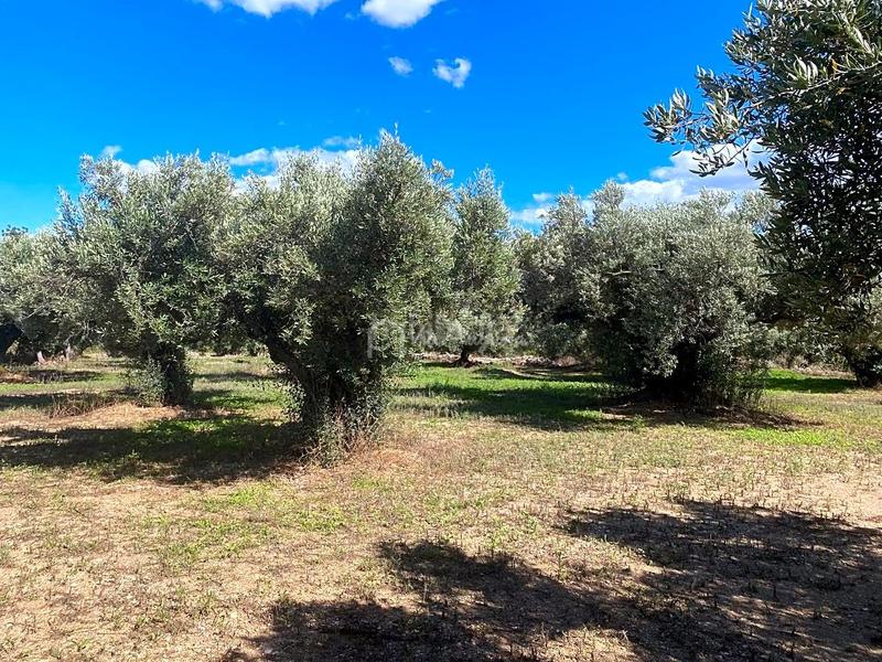 Foto 8170b209-07db-4c44-99fe-0548c9fc4caf. Fondo rustico in Aldover