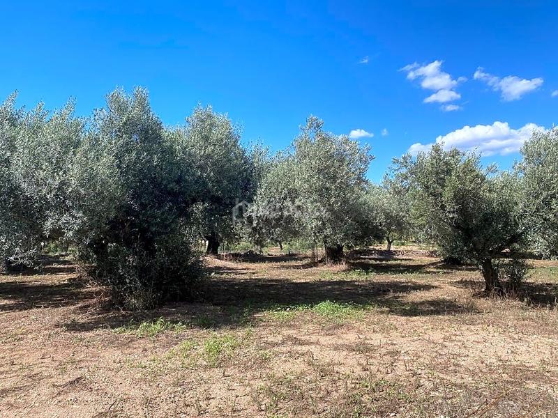 Foto 9bbf01f1-565d-418e-90f4-a85648ae8594. Fondo rustico in Aldover