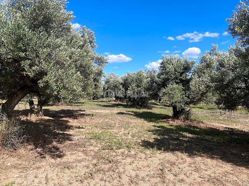 Foto fd2c1f6f-b732-441c-9a8f-36831e74bdd5. Fondo rustico in Aldover