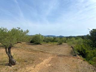 Finca rústica  Partida burgà