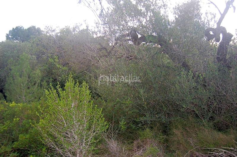 Foto bf809643-c2ff-45c8-b080-0adeaae00684. Rural plot in L´Ametlla de Mar Ametlla de Mar (L´)