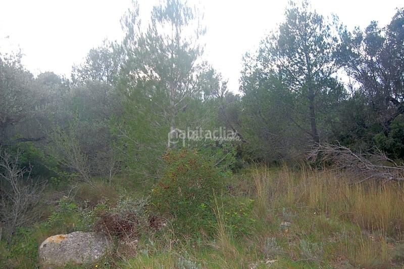 Foto eec023a2-4f27-480e-bee9-2a31bd84abc1. Rural plot in L´Ametlla de Mar Ametlla de Mar (L´)