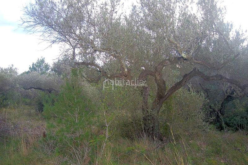 Foto b89d833c-0ae3-4ad6-b440-d8eaef9c39aa. Finca rústica a L´Ametlla de Mar Ametlla de Mar (L´)