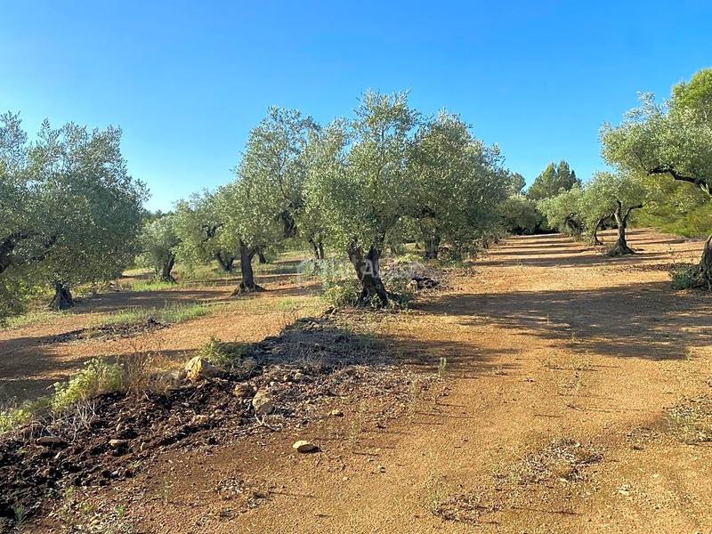 Foto 1db28c21-adba-461f-a523-25d32e81a3ad. Landgut in Perelló (El)