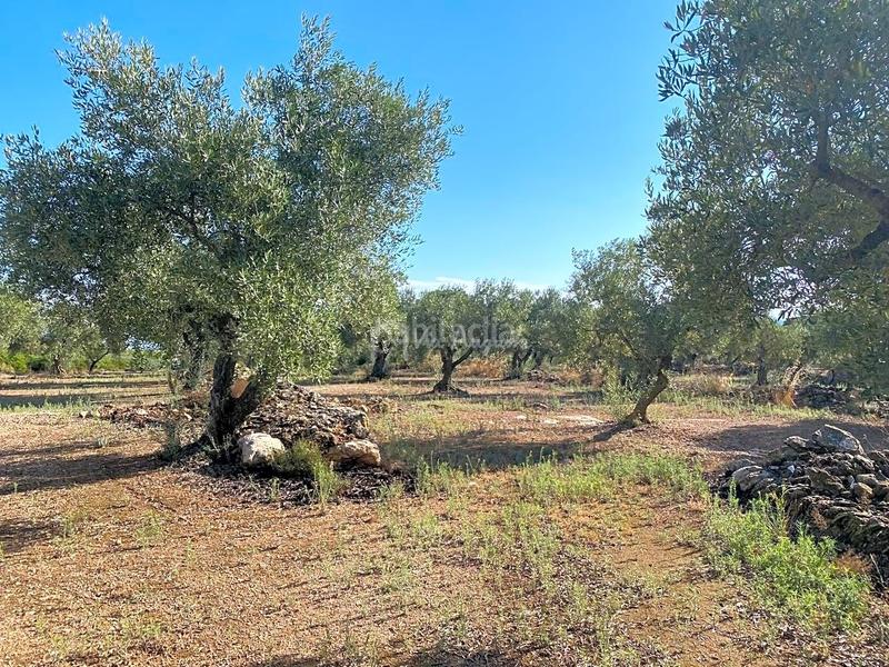 Foto 237b8a05-bded-4b4f-95e4-37dc91da783a. Landgut in Perelló (El)