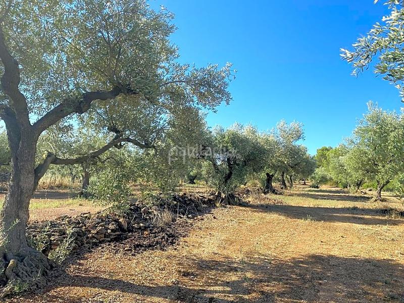 Foto 766a2366-633f-4068-b5c0-12987a27b73e. Landgut in Perelló (El)