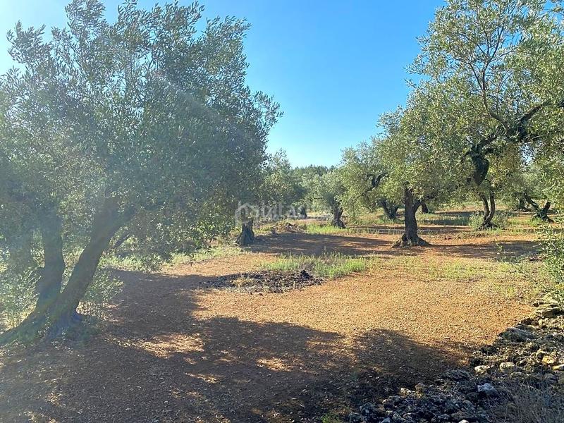 Foto a4ca6332-4337-4bff-b77b-f7de9f9cd785. Landgut in Perelló (El)