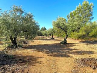 Finca rústica  Burga