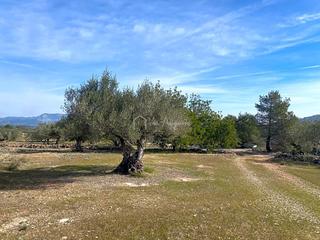 Rural plot  Planas