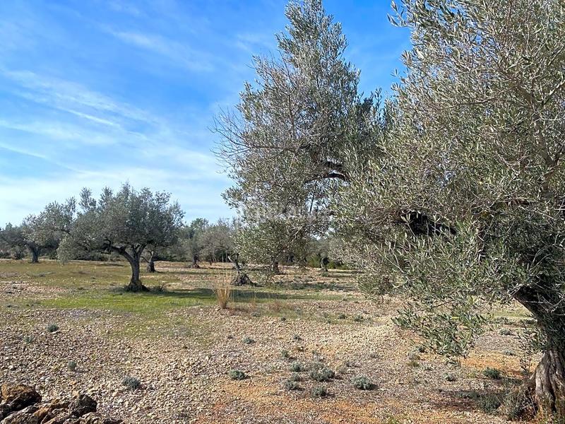 Foto 0483c8e6-5a87-4ca2-b83f-06e88ffeb3b0. Finca rústica en Perelló (El)