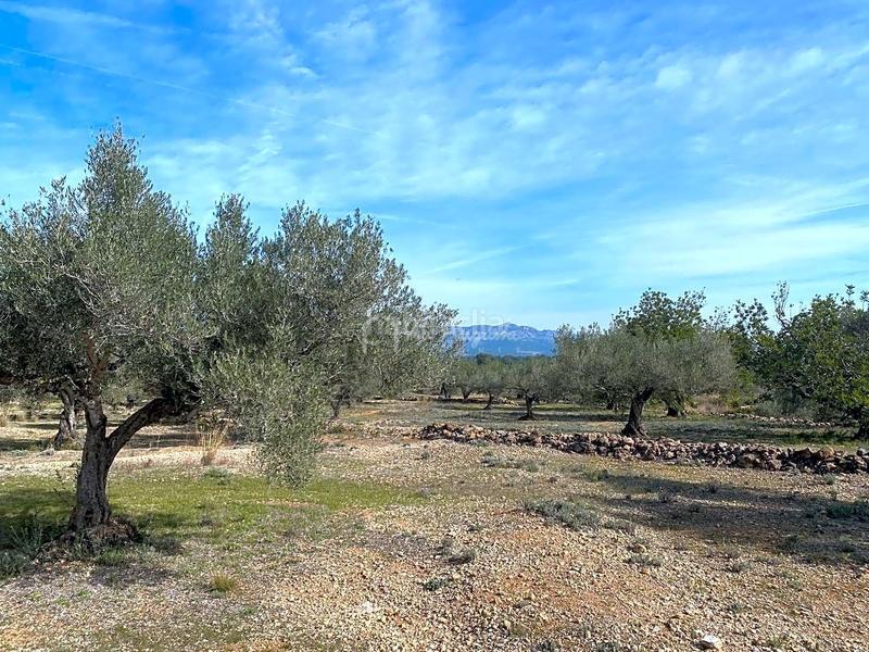 Foto 99561538-f47d-4a1f-8448-d45f8f84588d. Finca rústica en Perelló (El)